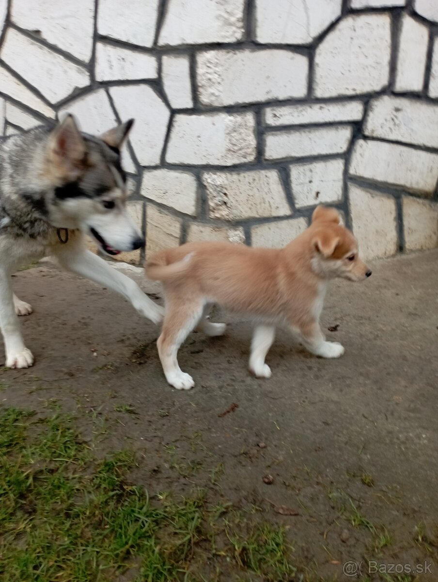 Šteniatka šteňata stenata - 4