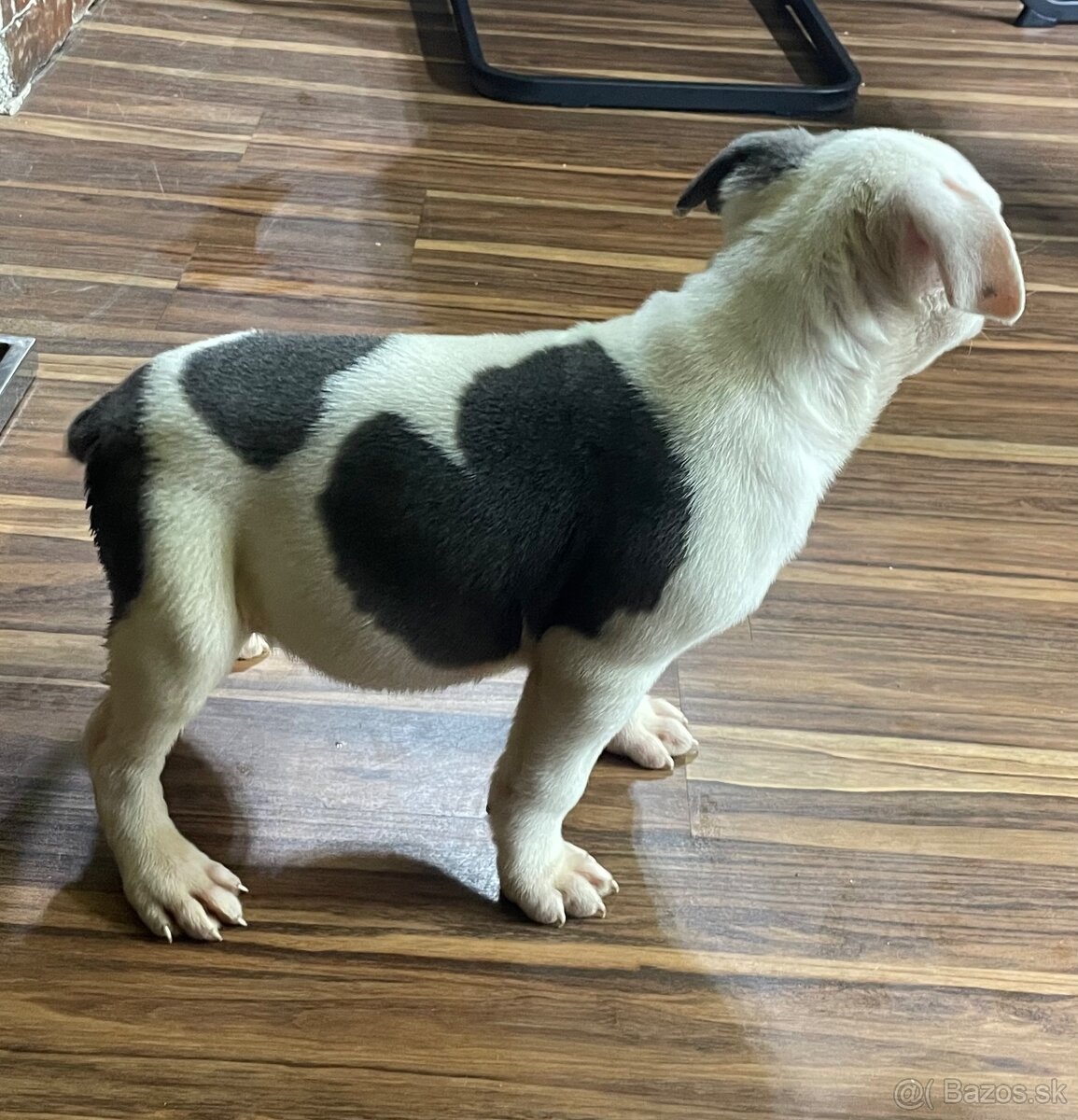 Americký stafordšírsky teriér, Staford - 4