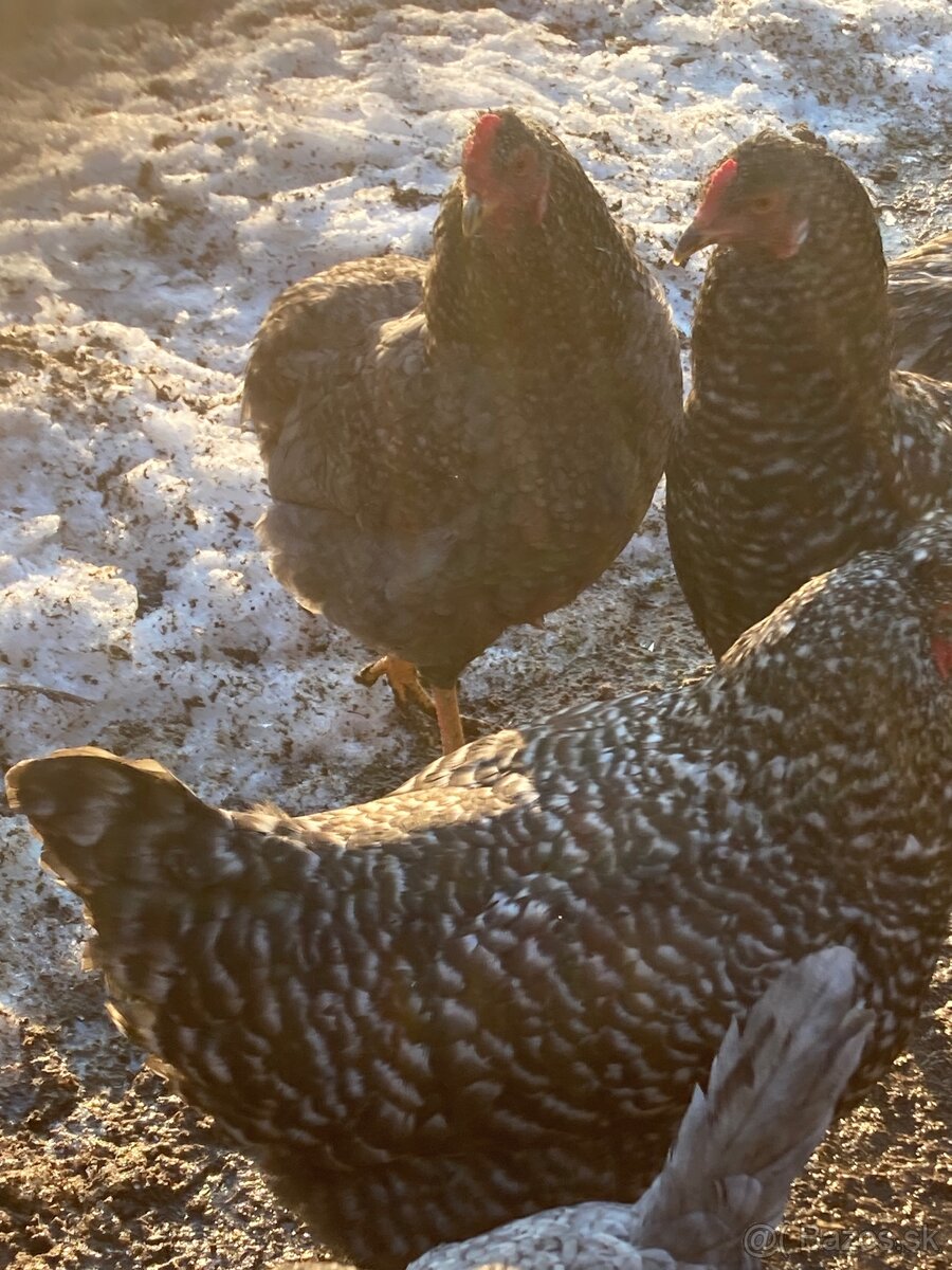 Araukana kohut 5 kusov - 4