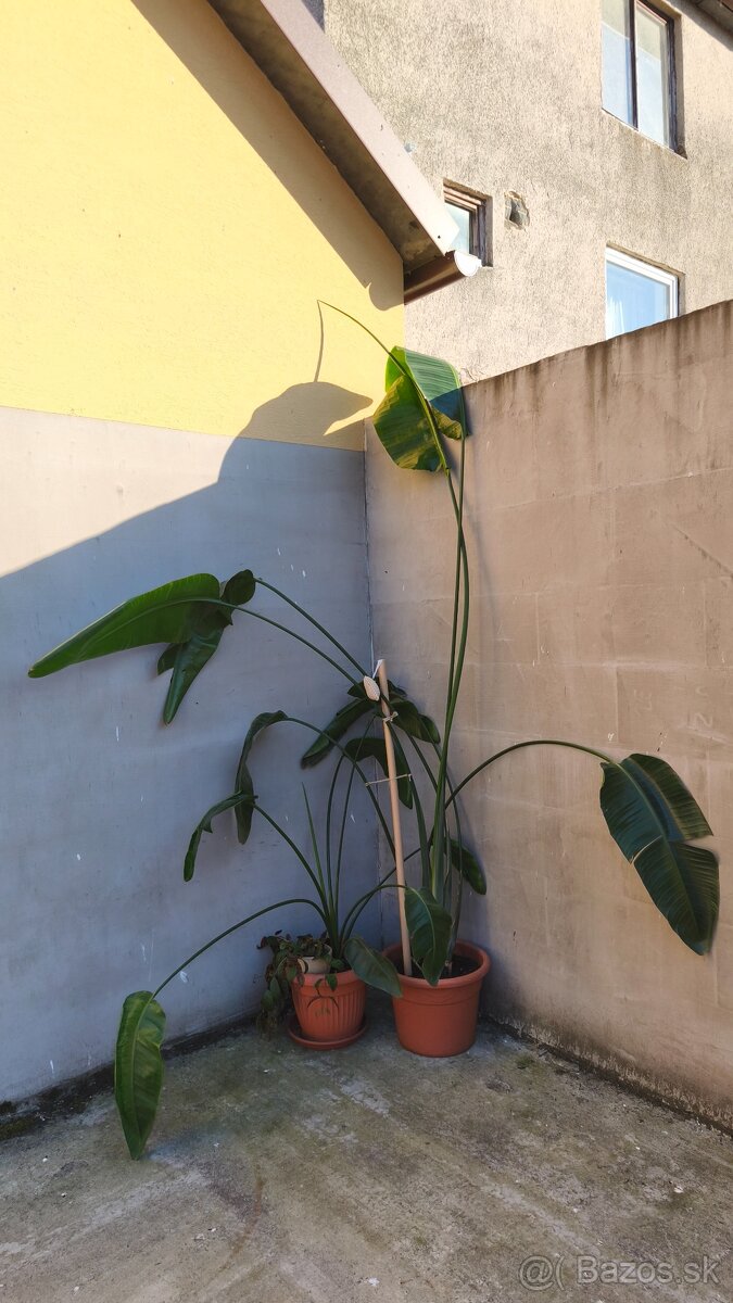 Strelicia - 4