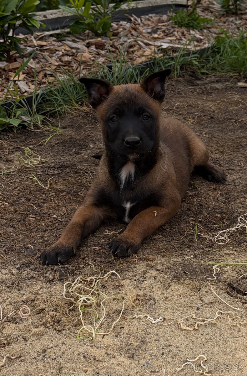 Malinois - 4