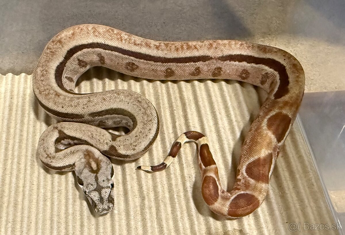 Boa Constrictor - Velhad Kralovsky - 4