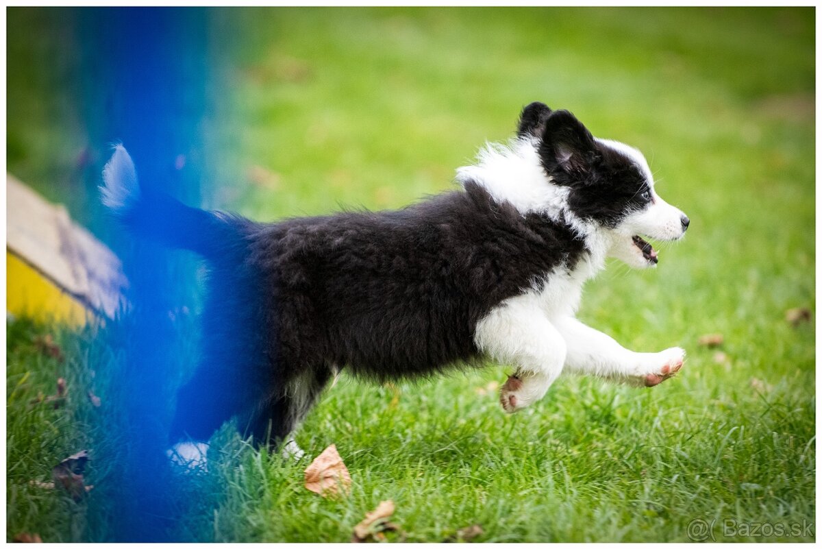 Border Collie Border Kolia s PP FCI - 4