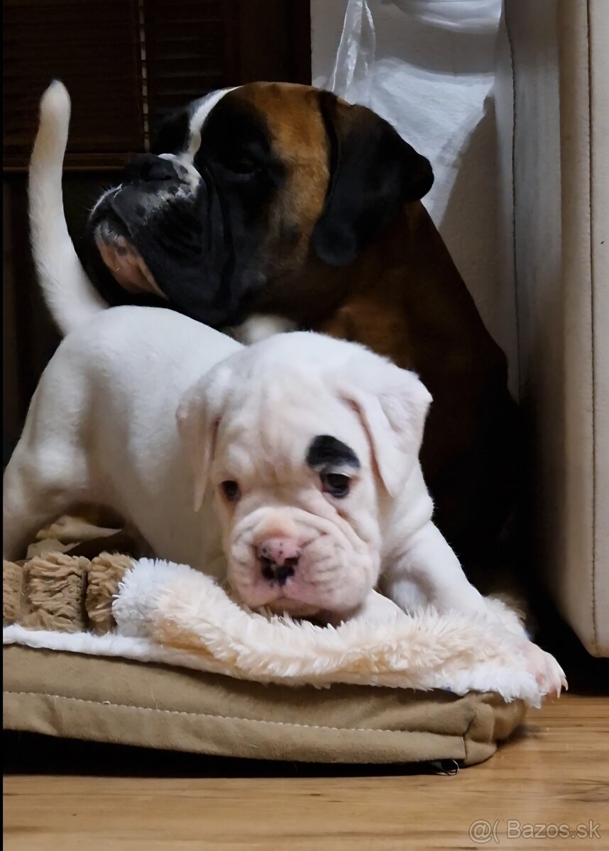 Nemecky boxer s pp - biely psík - 4
