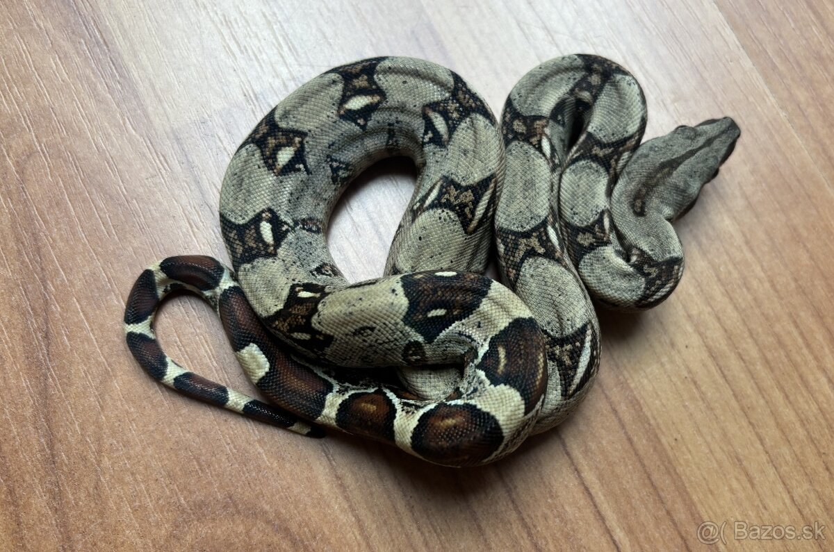 Veľhad královský, boa constrictor - mláďatá - 4