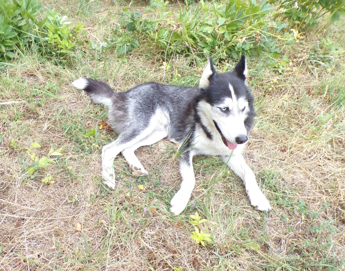 Sibírski husky- fenka - 4