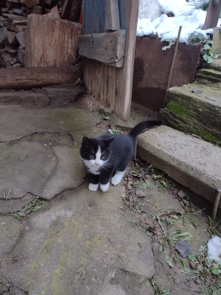 Darujem mačiatka - 4