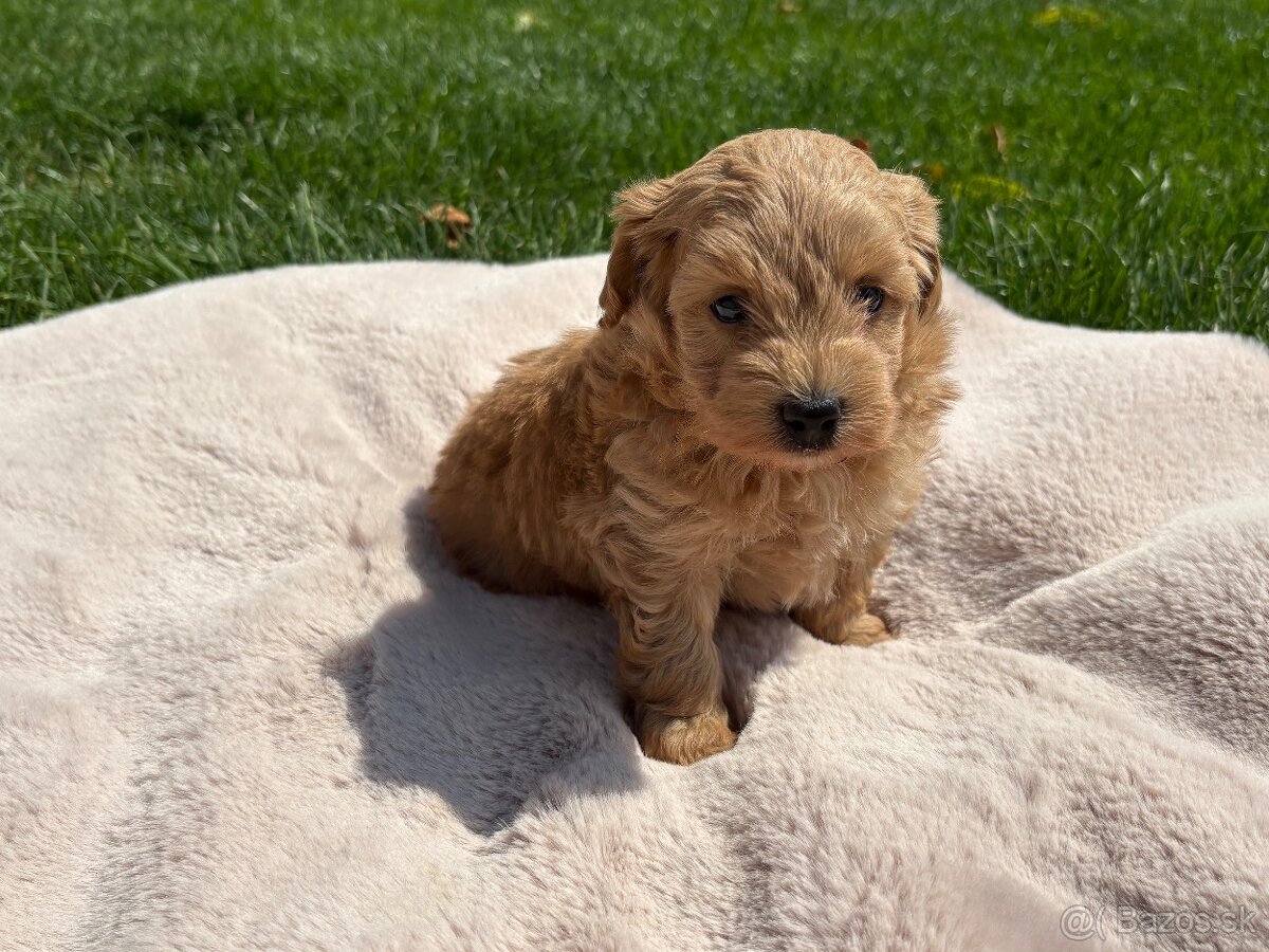 Maltipoo - 4