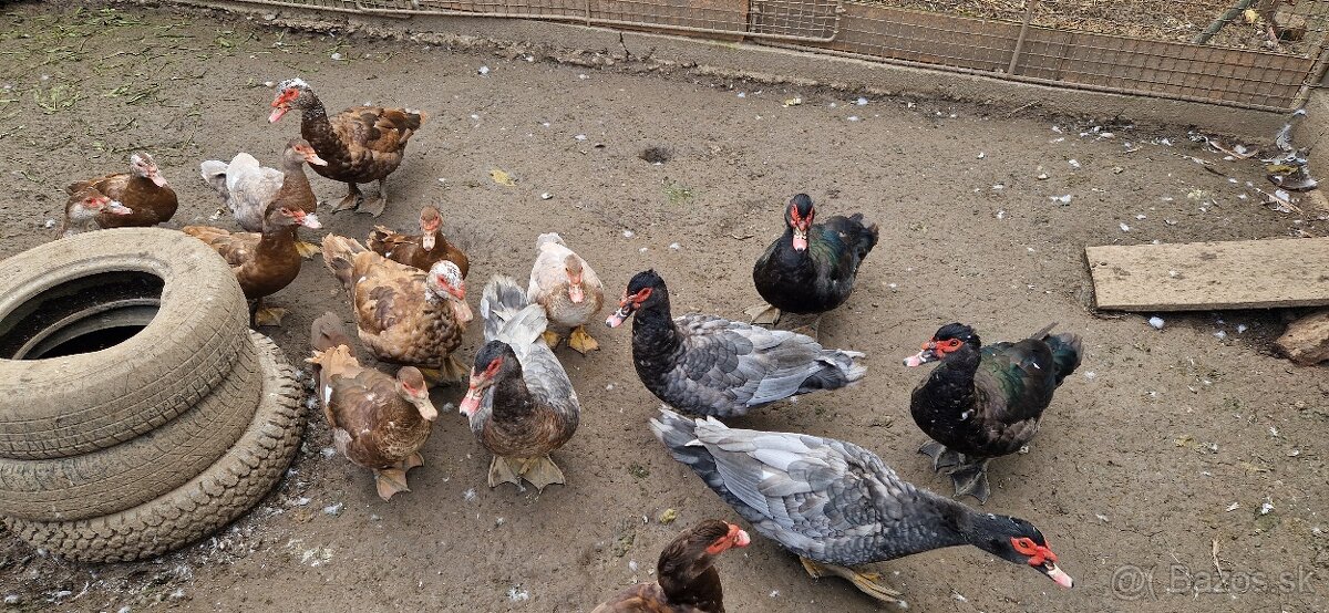 Kačica pižmová (čínske) - 4