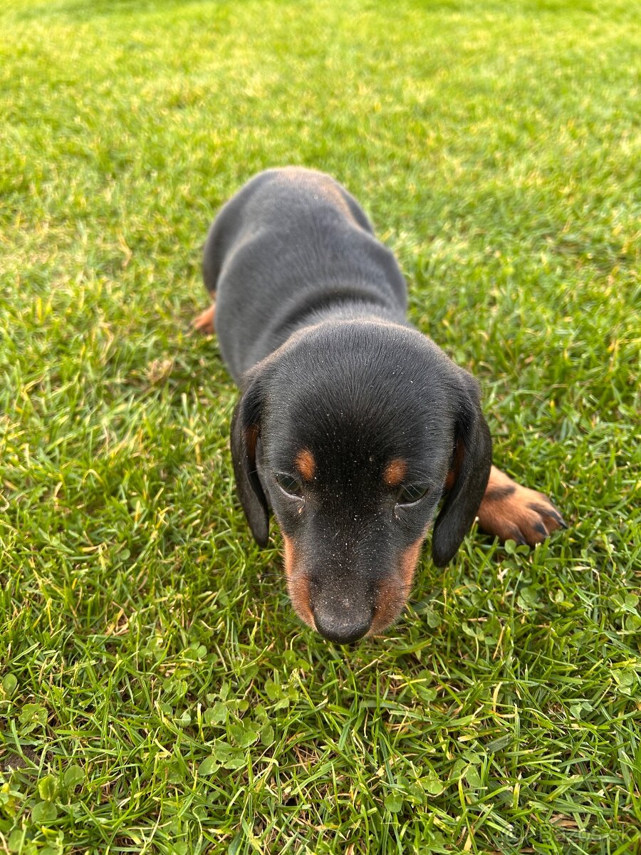 jazvečík krátkosrsty - 4