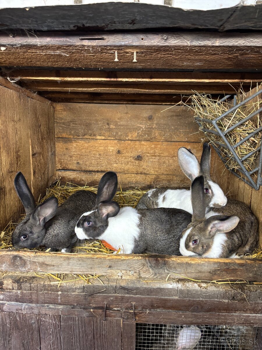 Králiky - 4