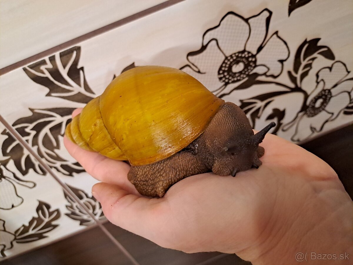 AFRICKÉ SLIMÁKY ARCHACHATINA MARGINATA OVUM NIGERIA ALBINO - 4