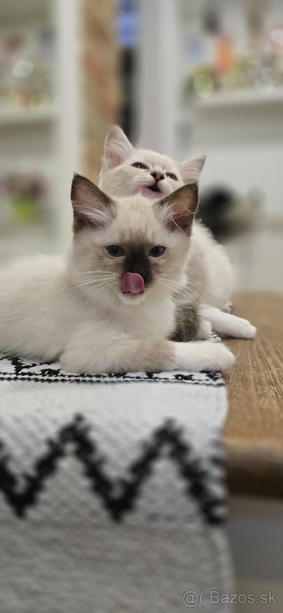 Ragdoll mačiatka s PP - 4