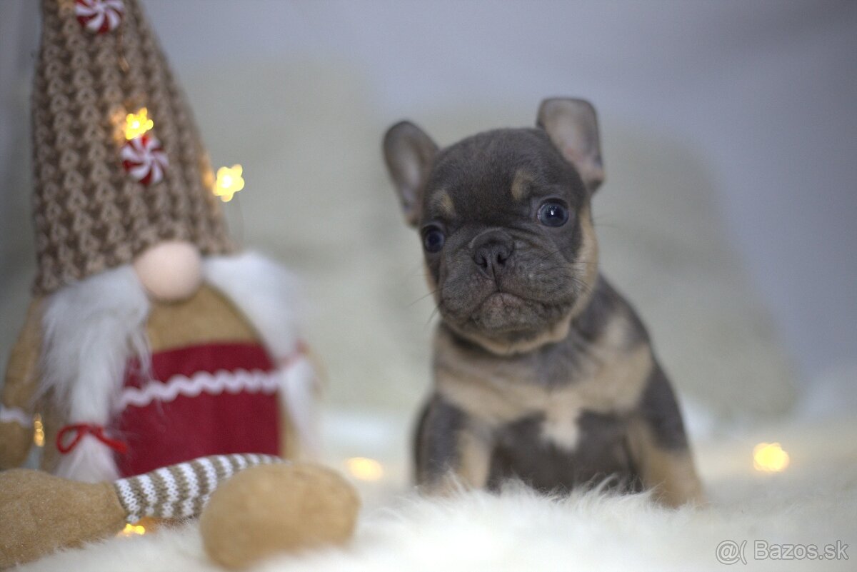 Francúzsky buldoček - 4