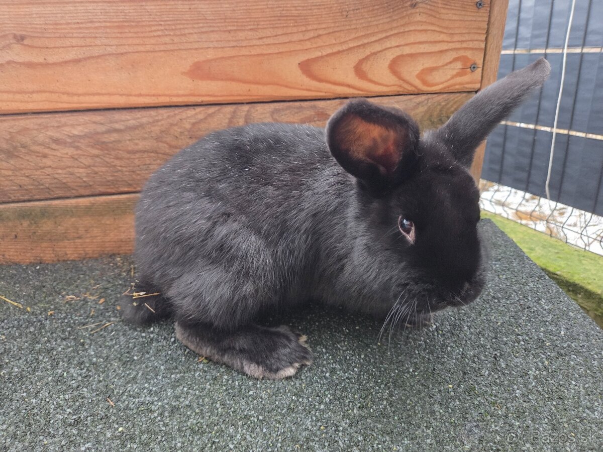 Predám králika - 4