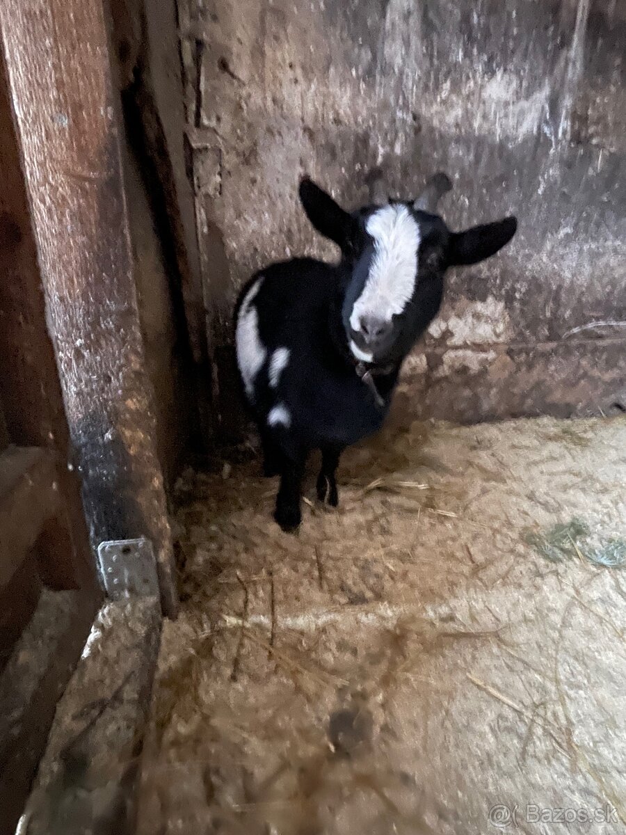 Samec lamy krotké - 4