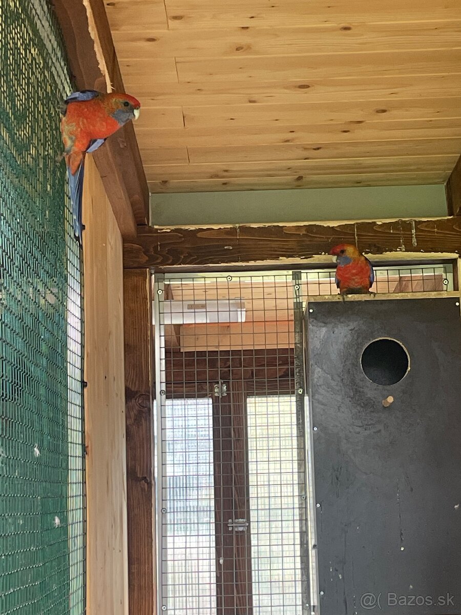 Rosela žlutohlava - 4