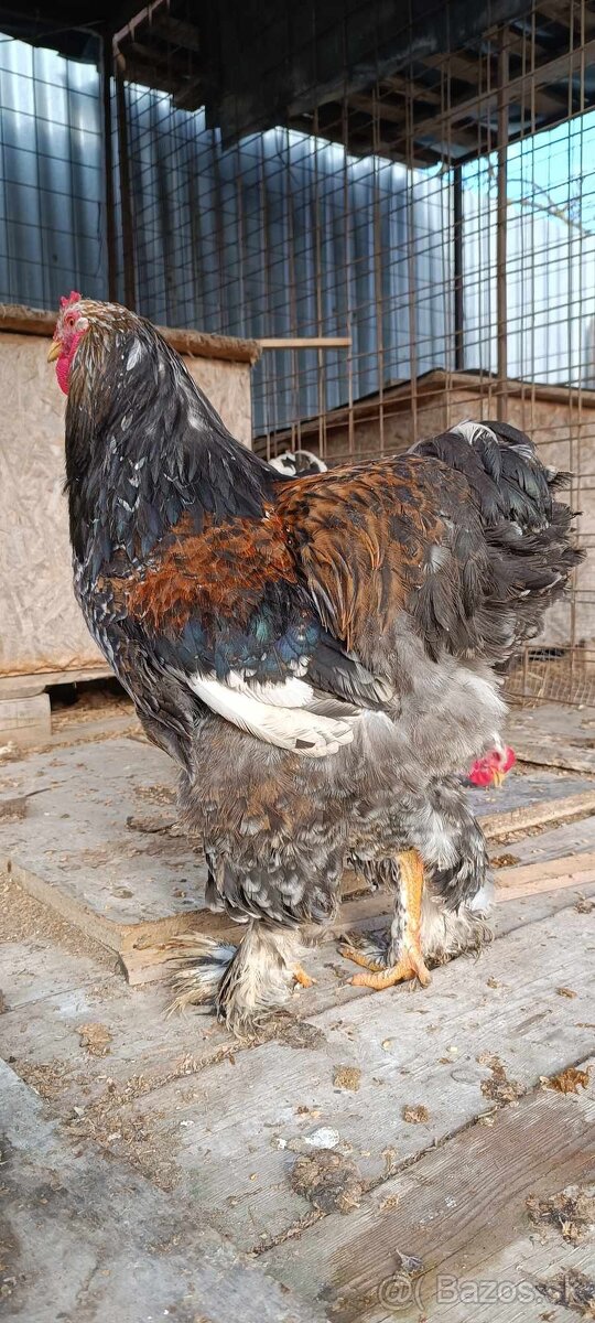 Brahmanka Pocelán - 4