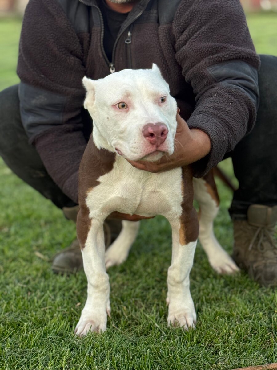 American Bully xl - 4