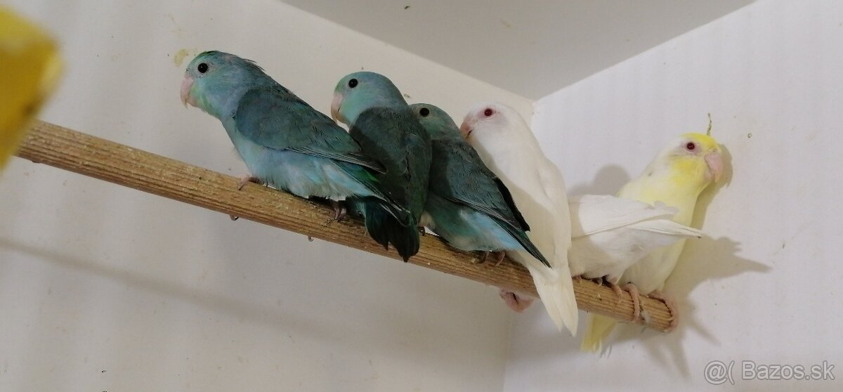 FORPUS - Papagaj sedokridly - 4