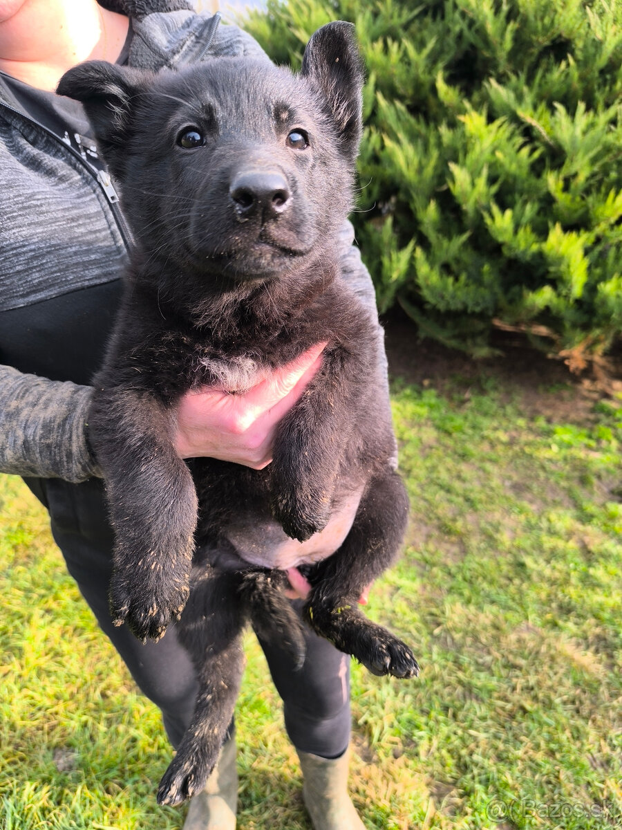 Nemecky ovčiak šteniatka - 4