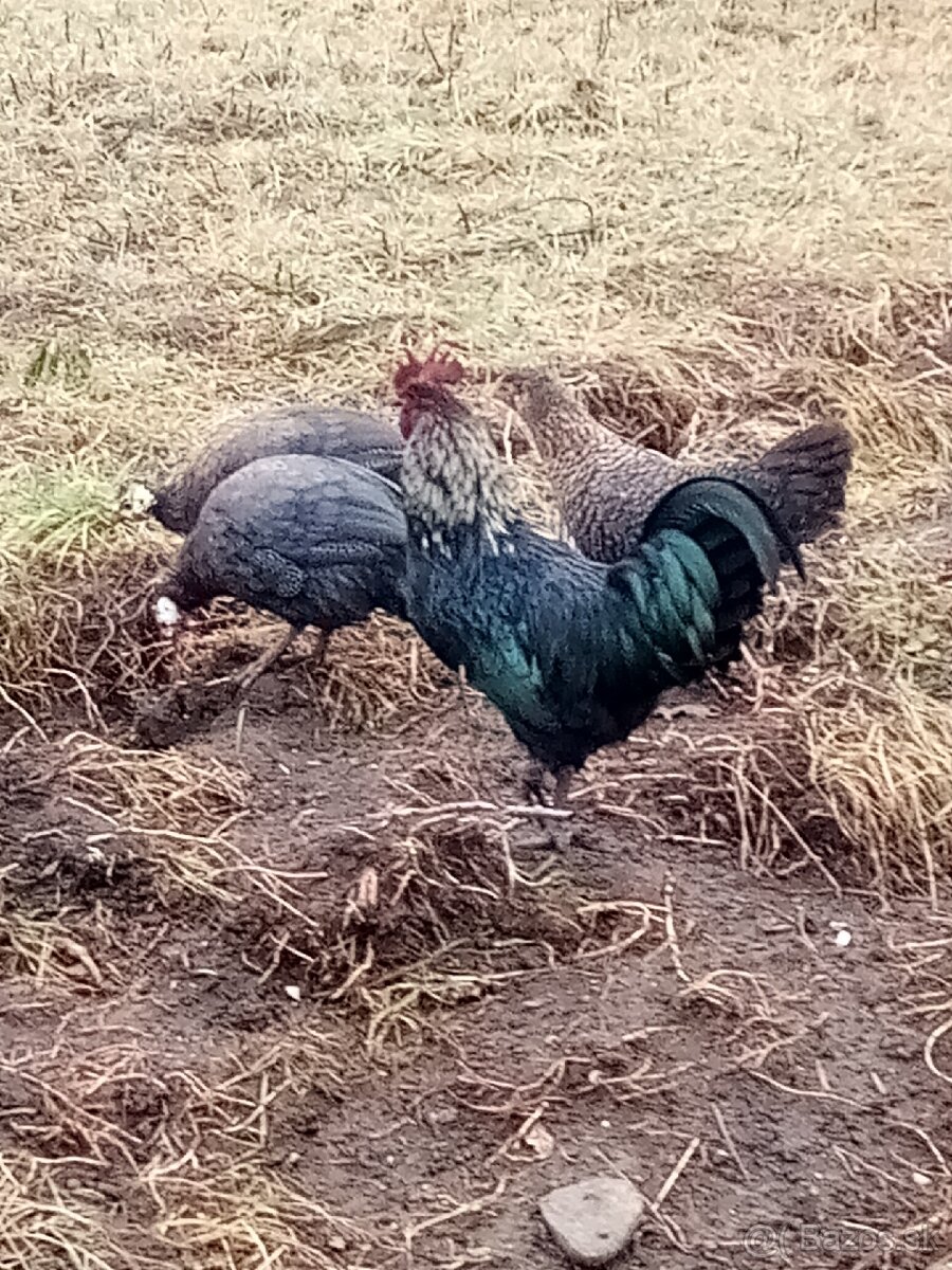 Predám Perličky - 4