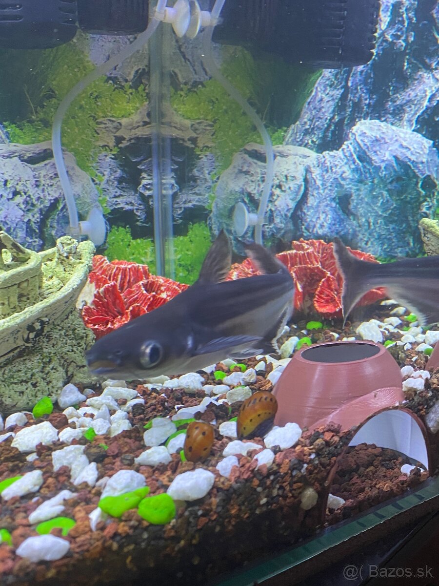 Sumček žraločí - 4