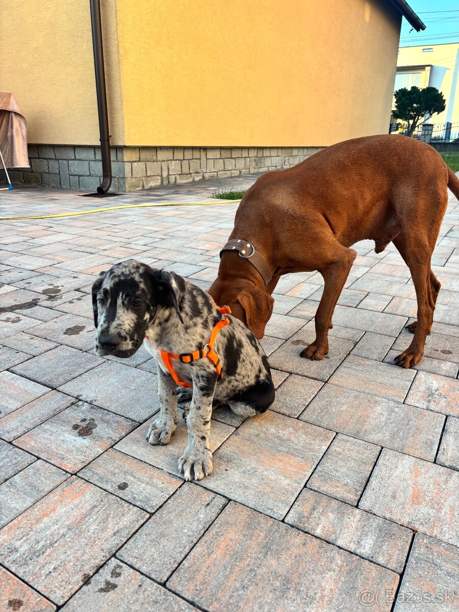 Nemecká doga - 4
