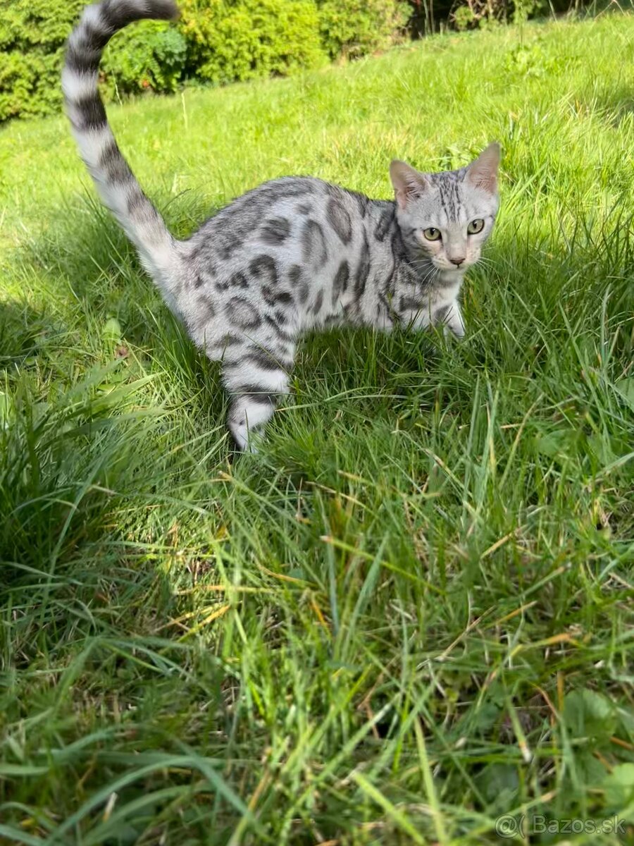 Bengal Silver Mačka z PP - 4