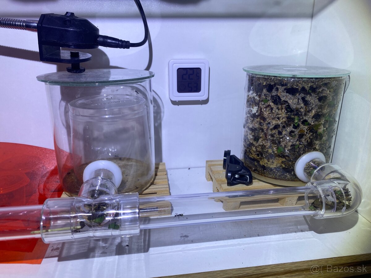 Acromyrmex lundii-Listorezné mravce - 4