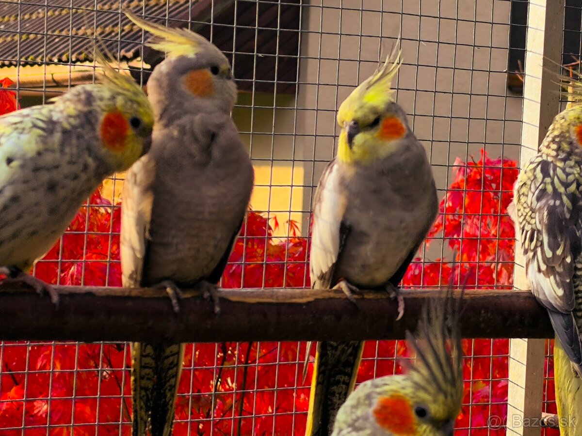 Korely výstavný typ - 4