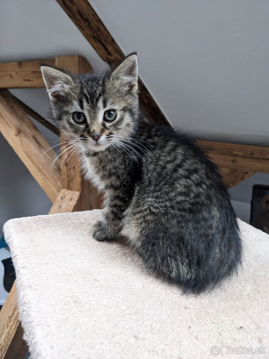 maly tigrik Imro - 4