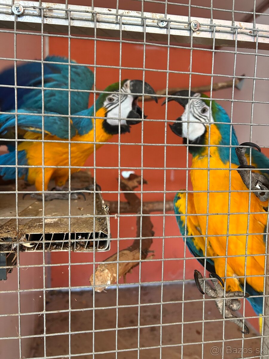 Ara ararauna 0,1 - 4