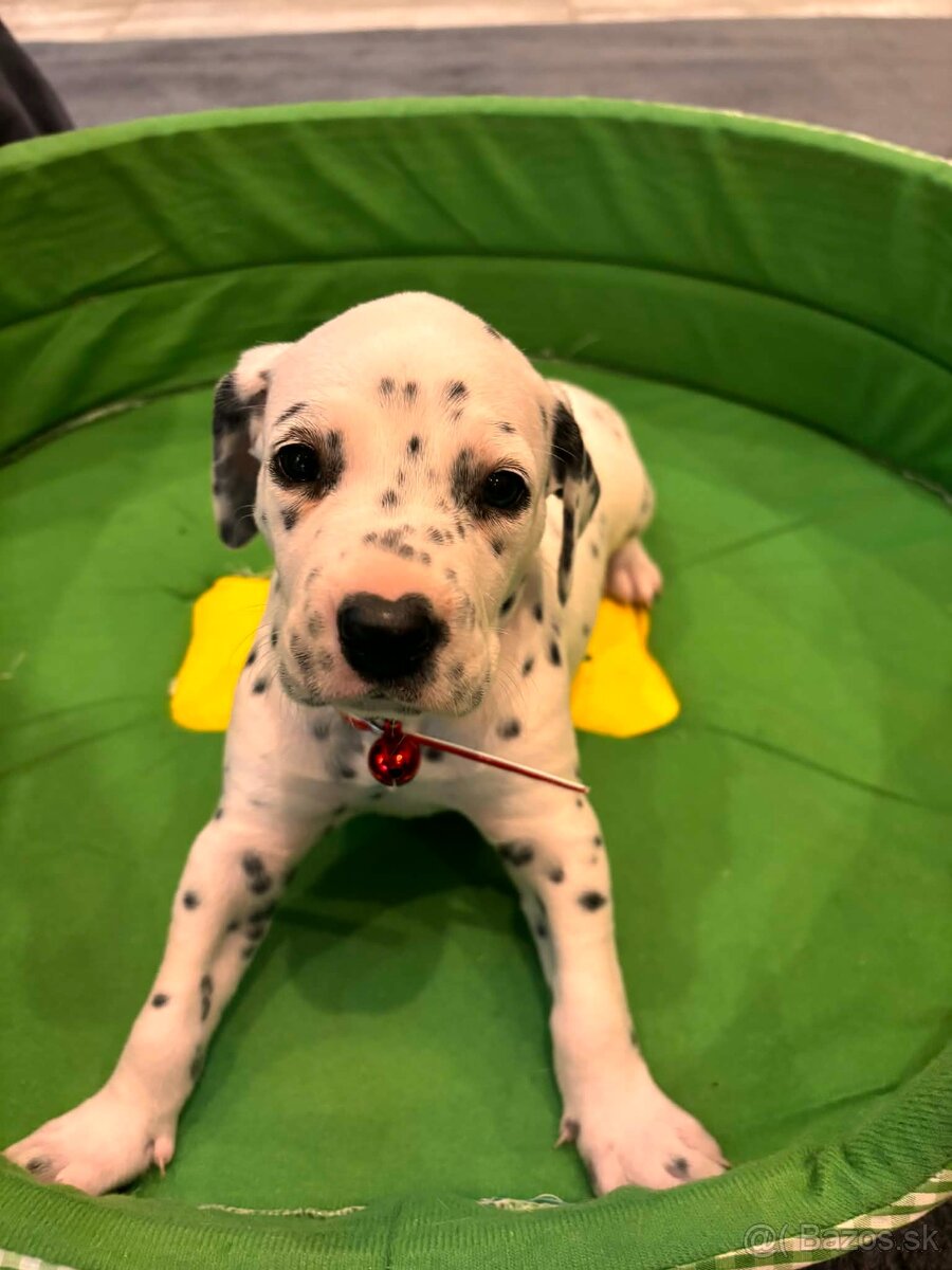 DALMATIN šteniatká - 4