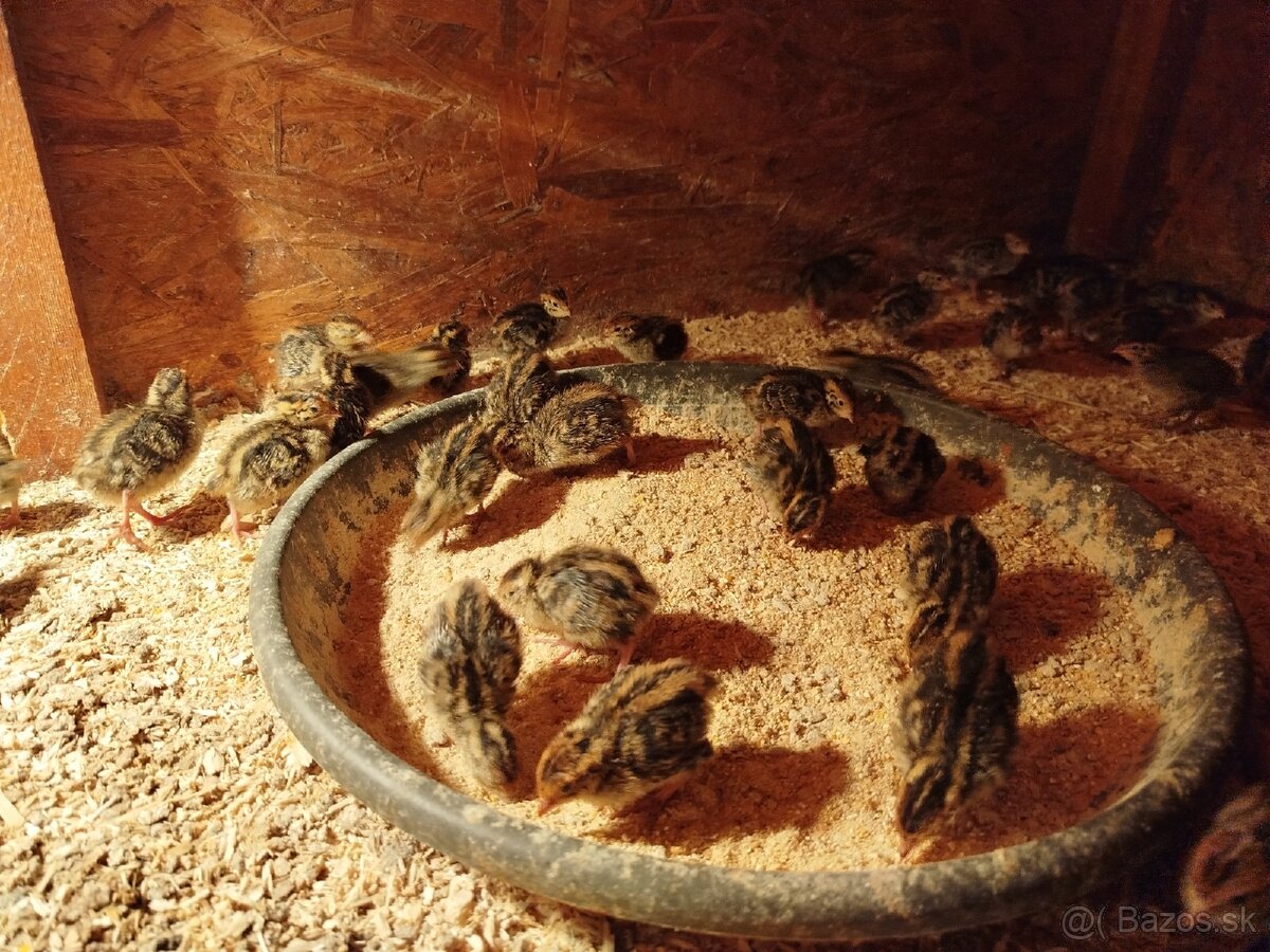 Japonské prepelice - 4