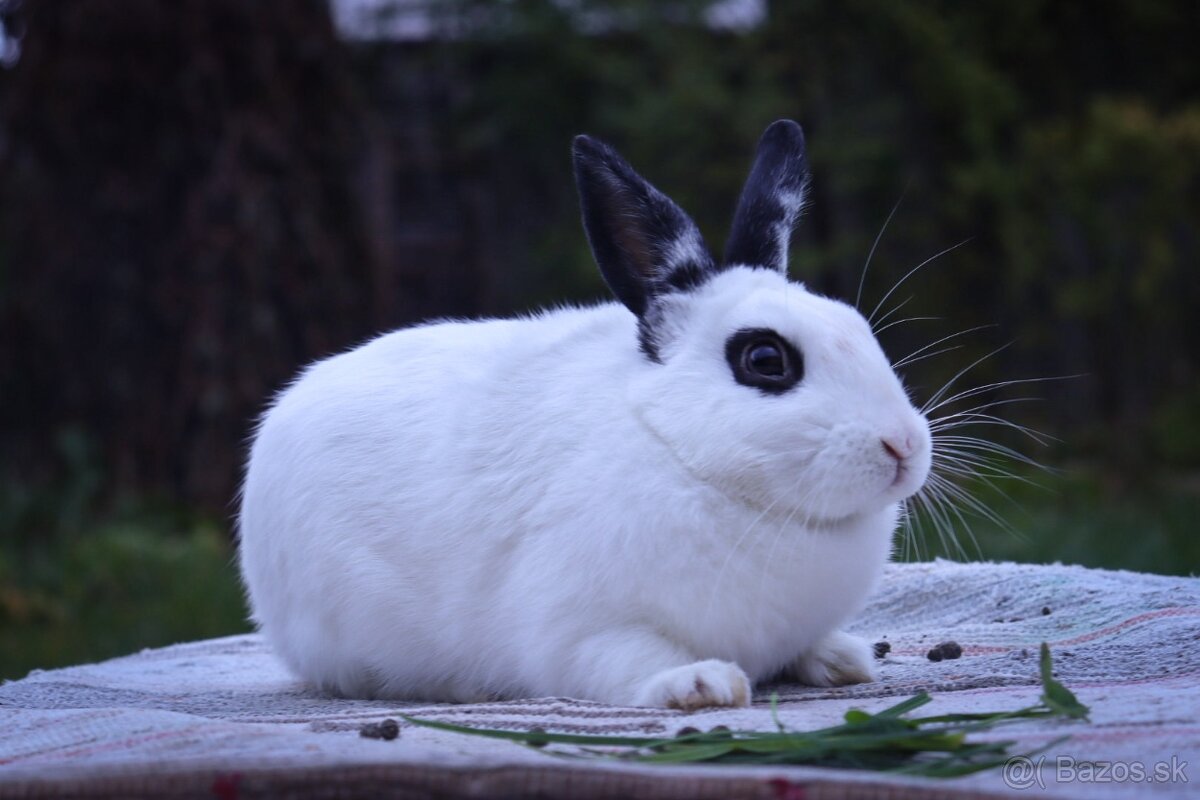 Zakrslé králiky - 4