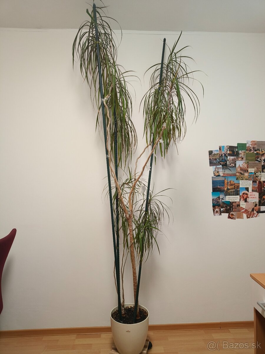 Predam krasnu vysoku Dracenu - 4