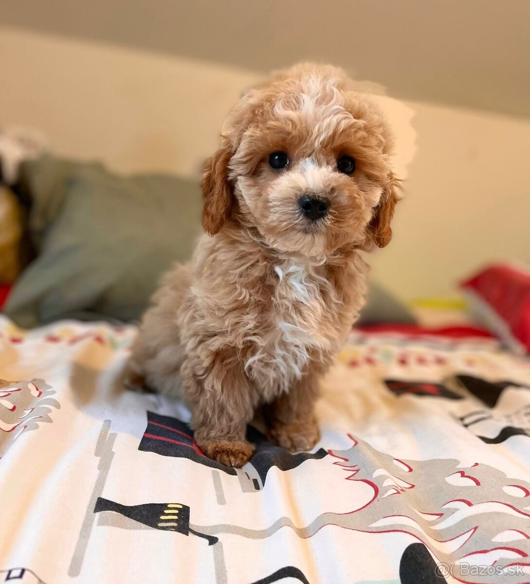 Pudel+ Maltese= Maltipoo girl - 4