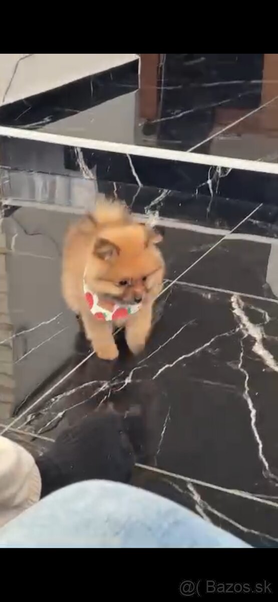Pomeranian - 4