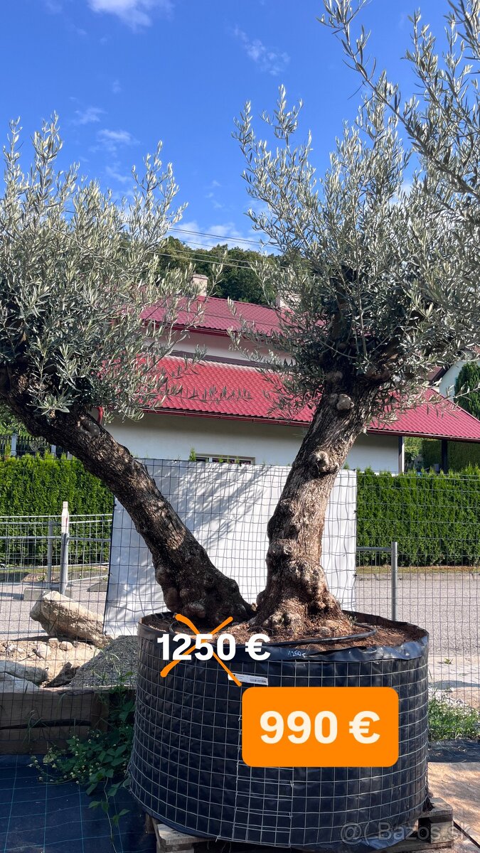 OLIVOVNÍK, CYKAS, PALMA, JUKA - 4