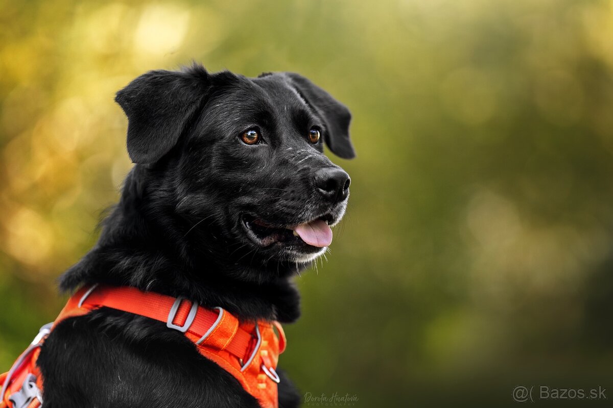 Darujem sučku Lessie - mix retriever / border kólia - 4