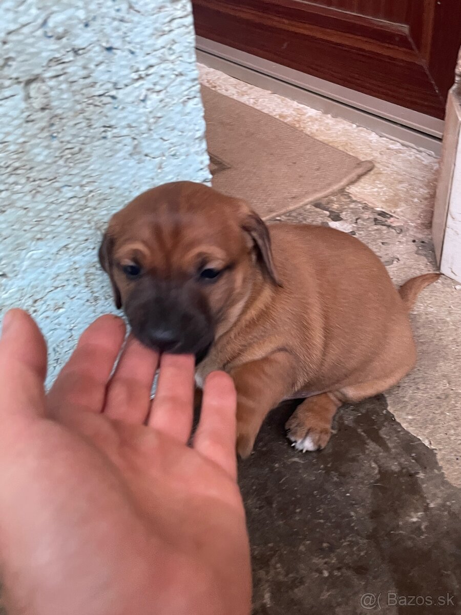 Darujem 2 psikov - 4