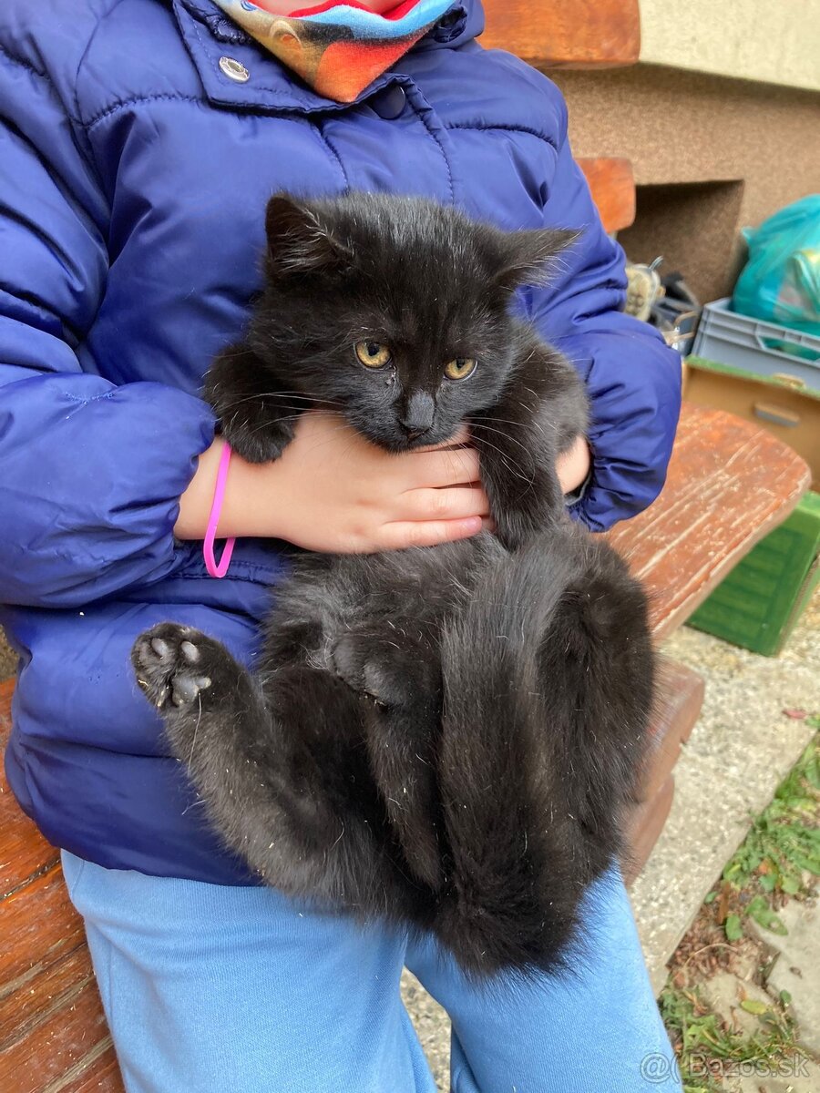 Darujem mačičku - 4