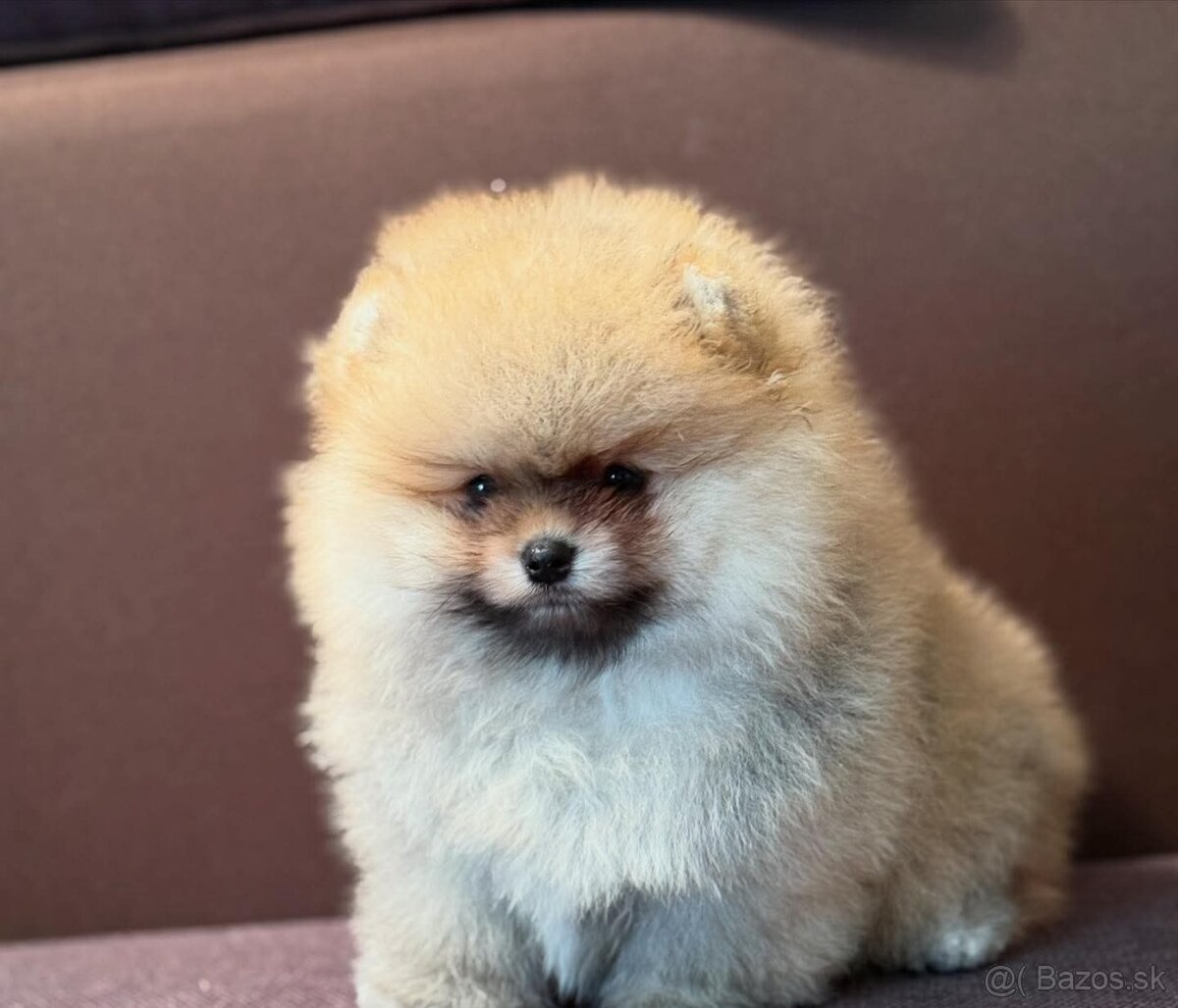 Pomeranian mini - 4