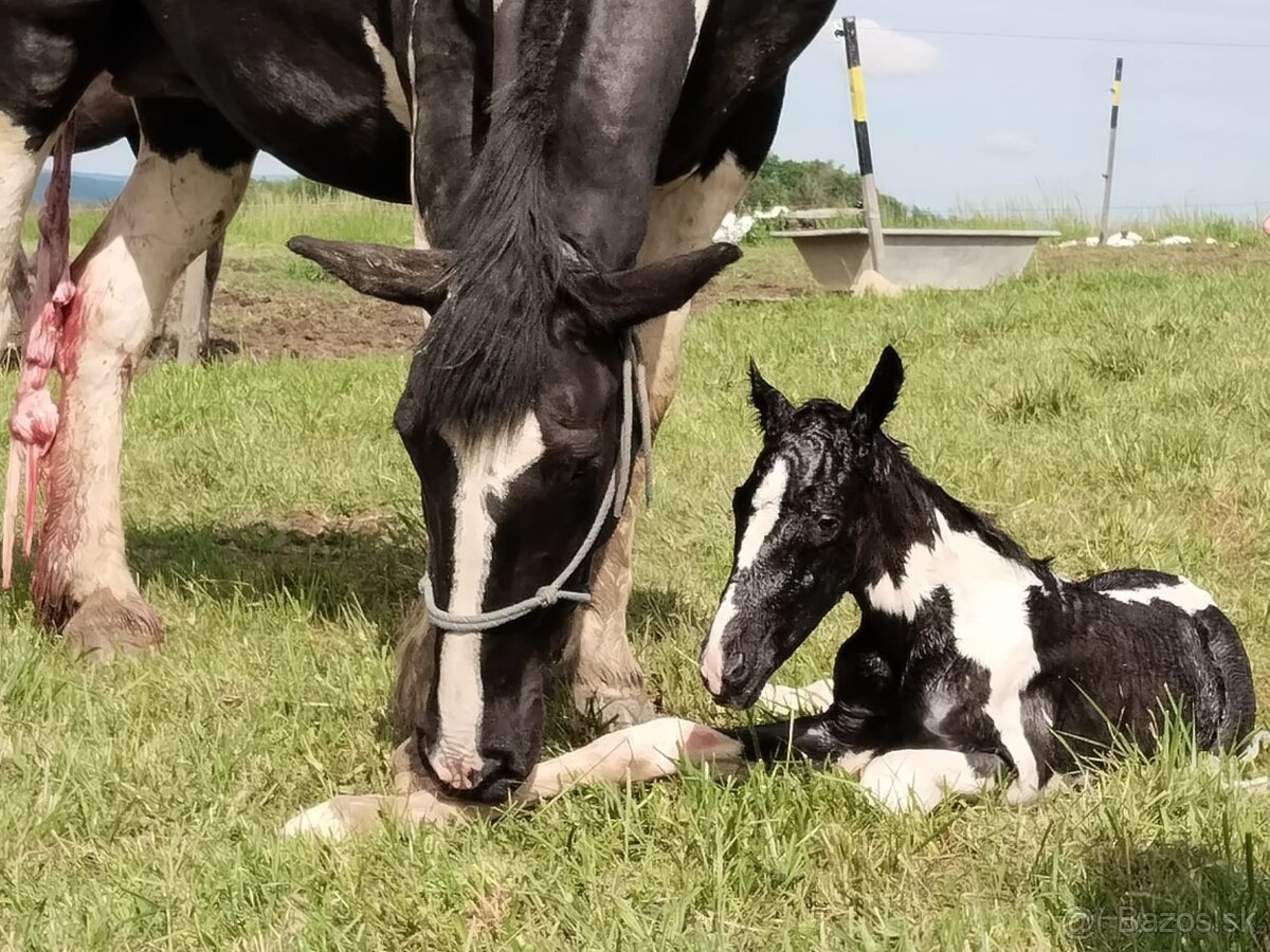 Úžasný Hřebeček hledá Parťáka - 4