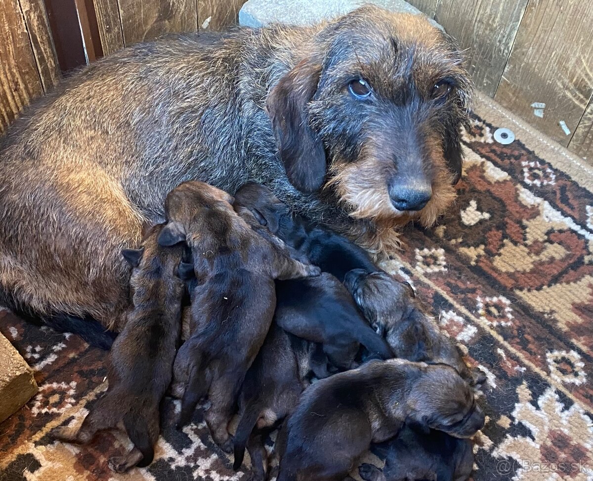 Jazvečík hrubosrstý s PP - 4