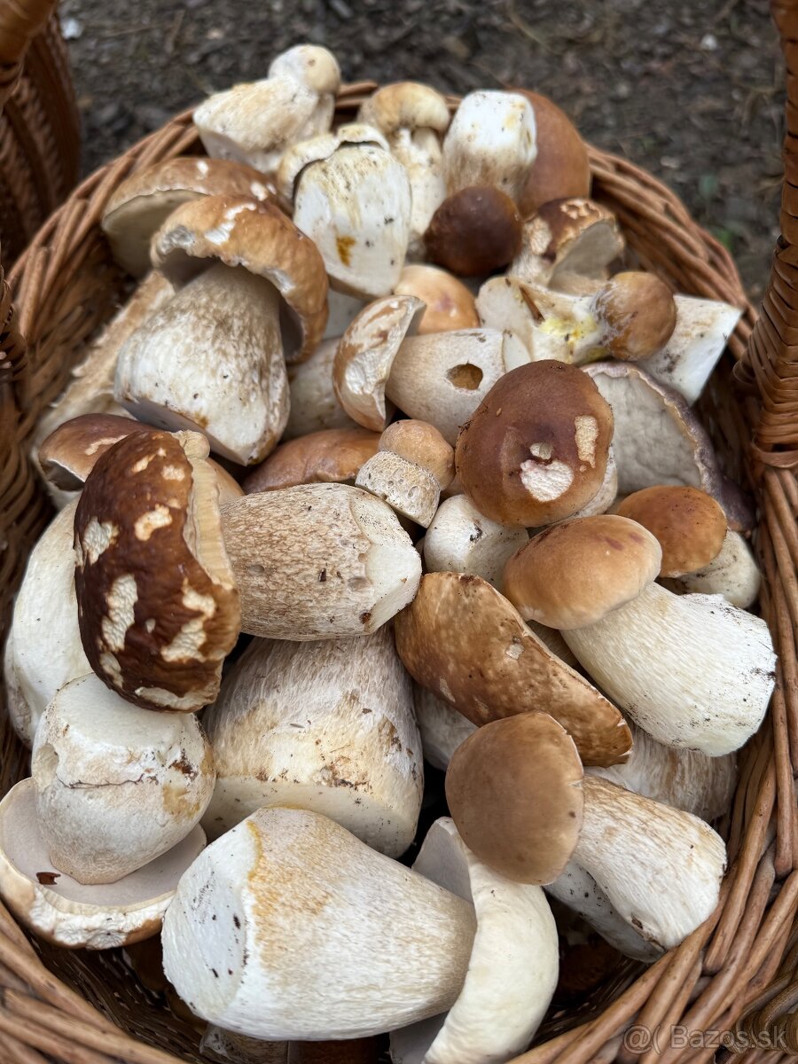 Hríby - 4