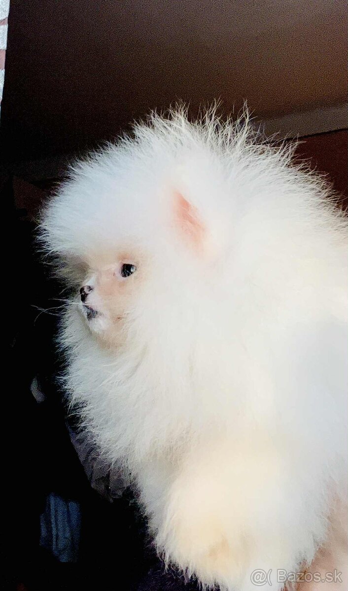 Pomeranian s PP FCI❣️ - 4