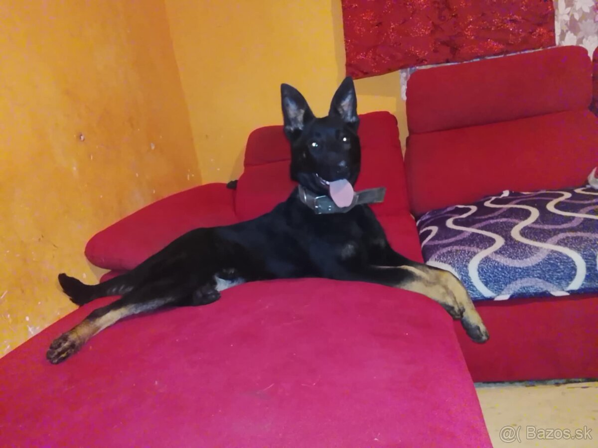 nemecký ovčiak - 4