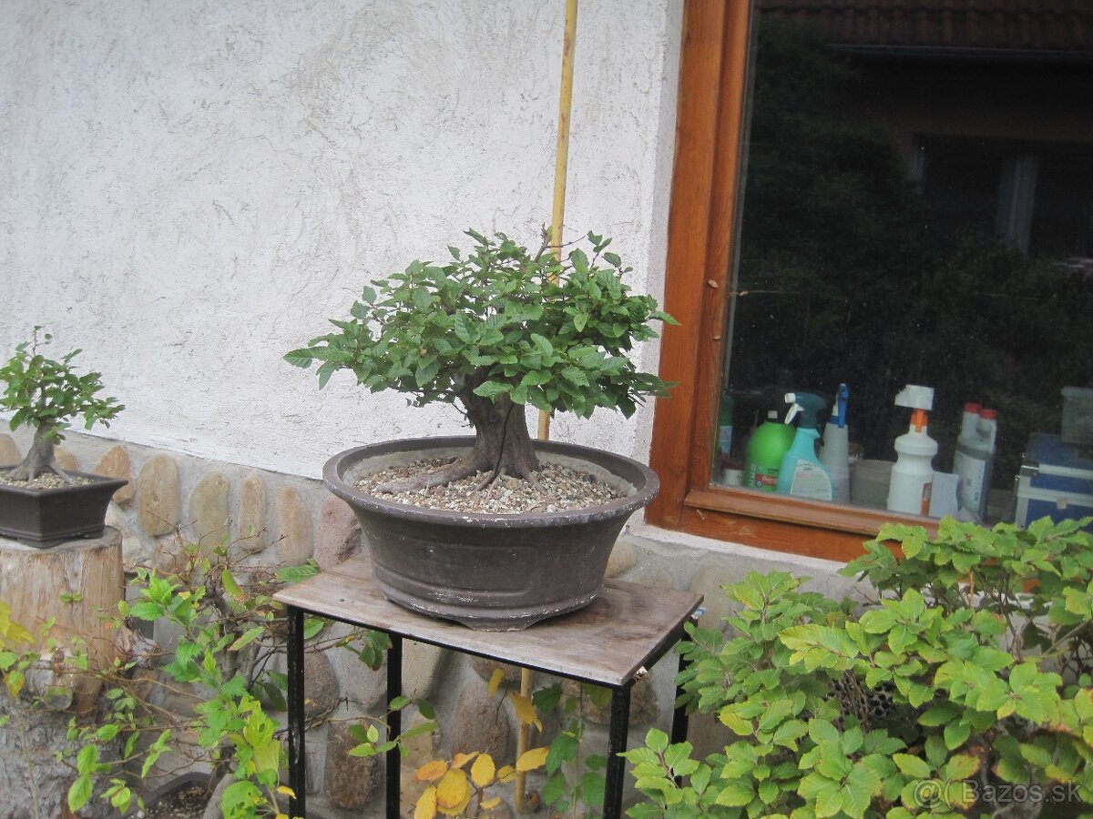 bonsai,bonsaj-DUB 22 - 4